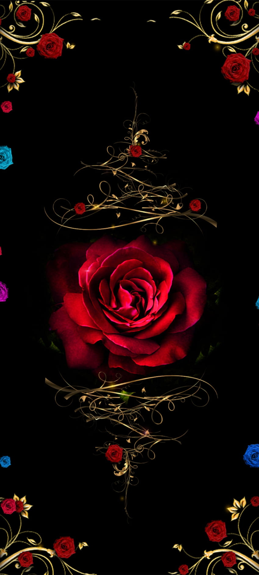 Midnight Red Rose, hybrydowa herbaciana róża, Flower, pink, premium, Luxury, Love, Golden Tapeta na telefon HD