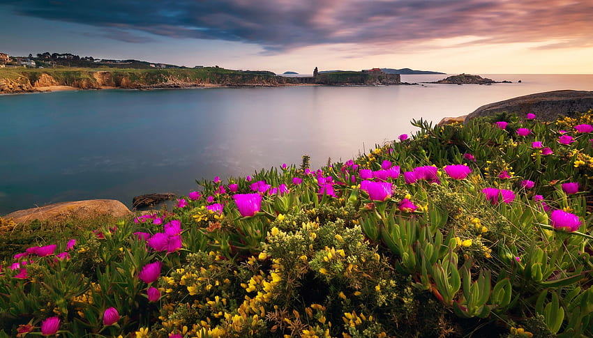 Ria de Pontevedra, Spain, wildflowers, river, beautiful, Spain, riverside HD wallpaper