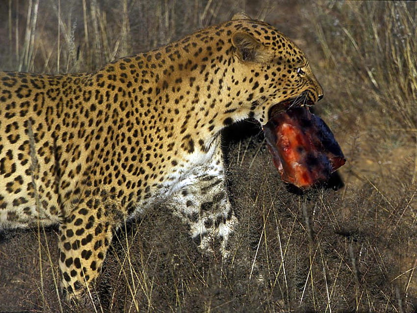 eu vou jantar, gato, leopardo, vida selvagem papel de parede HD