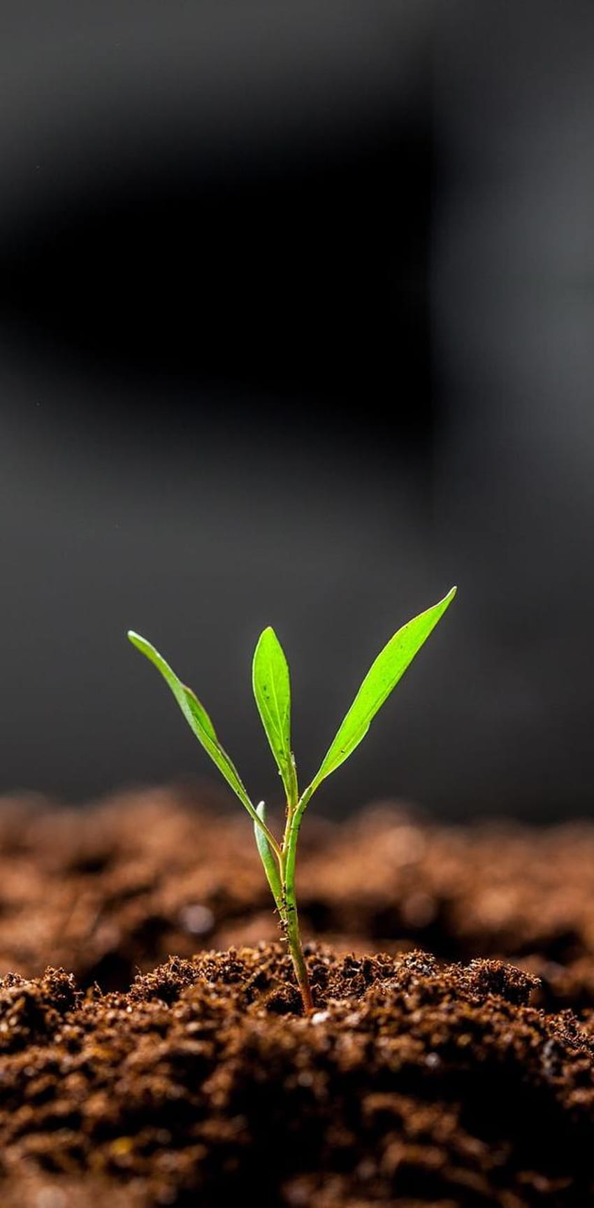 sprout, Seed Germination HD phone wallpaper
