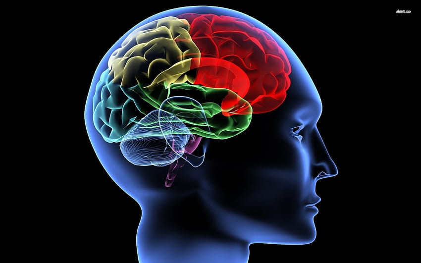 12 prescriptions pour vivre une vie saine pour le cerveau | Dr Daniel Amen | Pouls | LinkedIn Fond d'écran HD