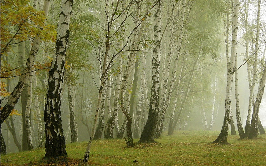 自然, 白樺, 霧, 朝, 木立 高画質の壁紙