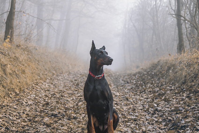 Dobermann Pinscher, dog, outdoor HD wallpaper