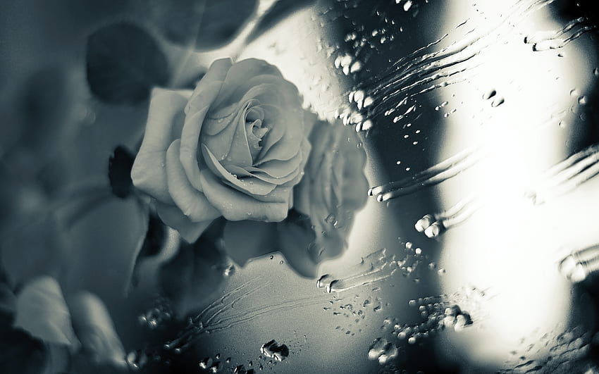Di tengah hujan, alam, bunga, mawar, hujan Wallpaper HD