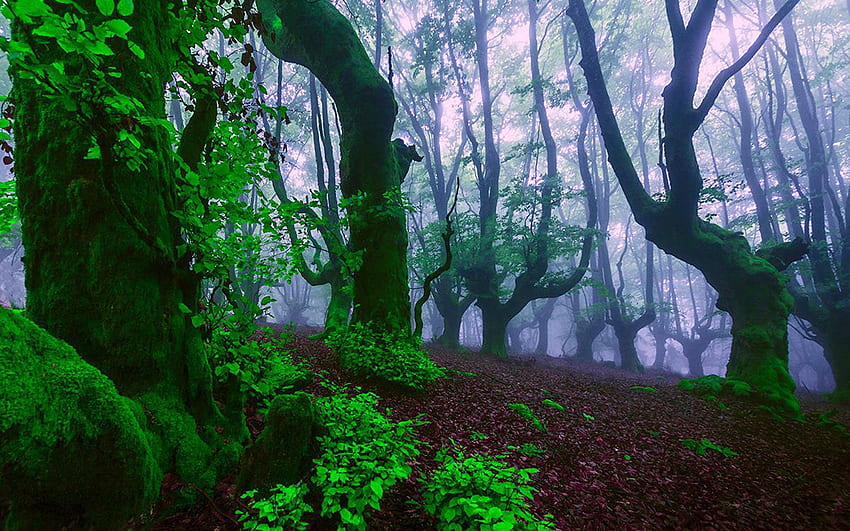 Eski Büyüme Orman Ağaçlar Yeşil Yapraklar Yeşil Yosun Nem Sis HD duvar kağıdı