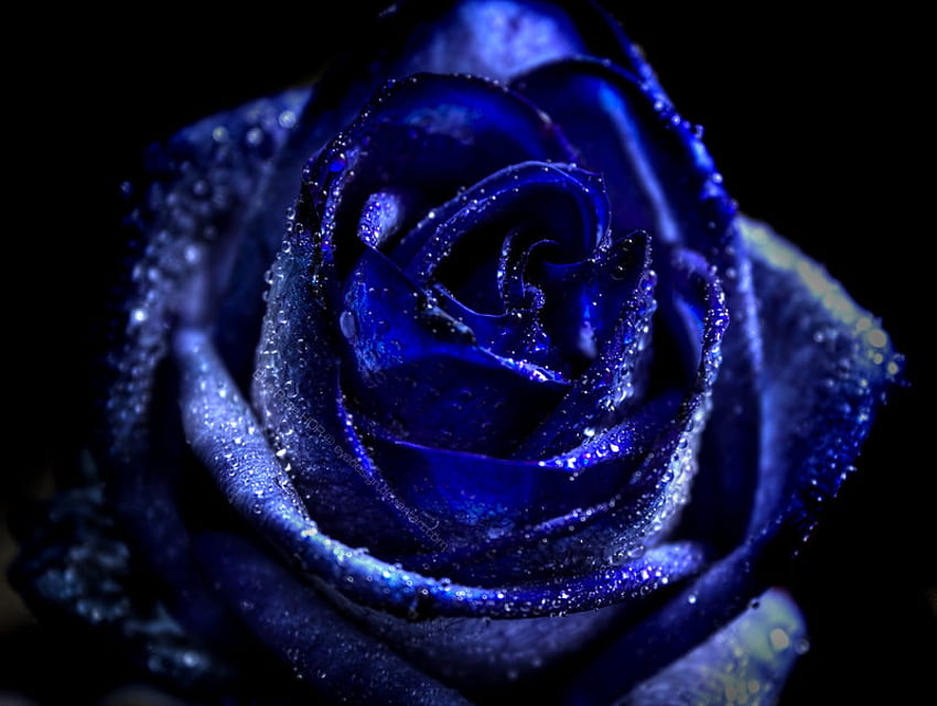 Blue Rose, blue, rose, plants, flower, nature, flowers, forever HD wallpaper