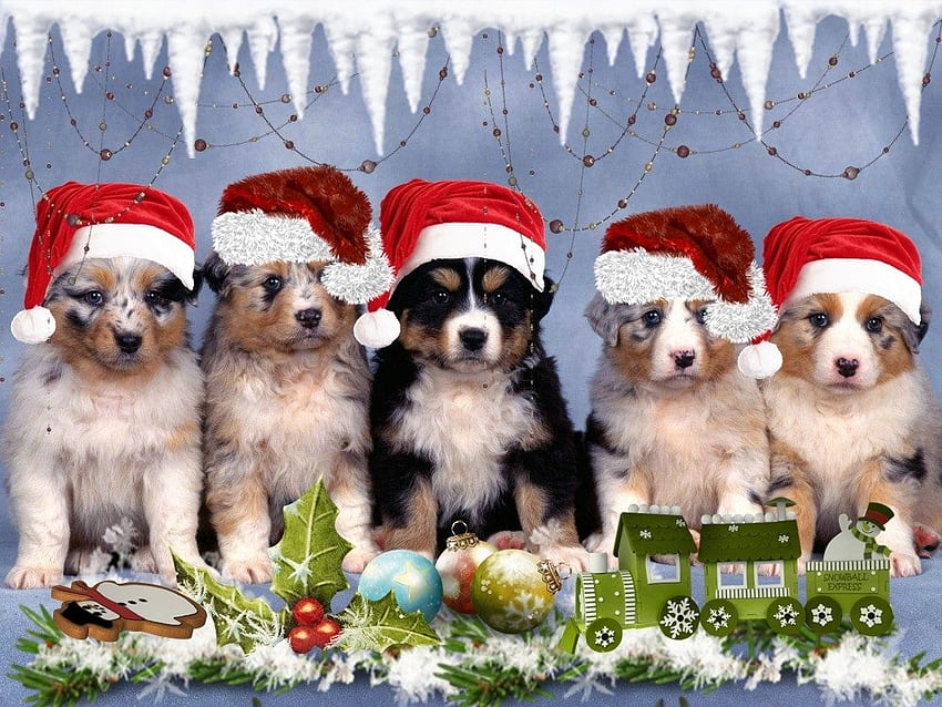 dog-little-puppies-christmas-xmas-dogs-winter-background-, Spielzeug, Hund, Schnee, Deutschland วอลล์เปเปอร์ HD
