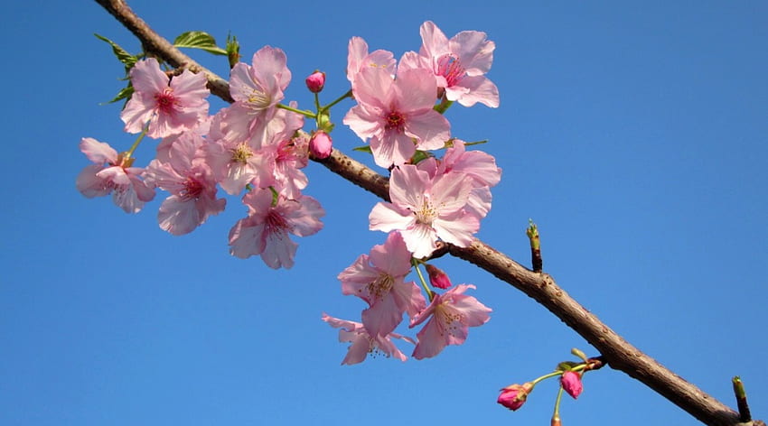 桜、ピンク、鮮やか、自然、花 高画質の壁紙