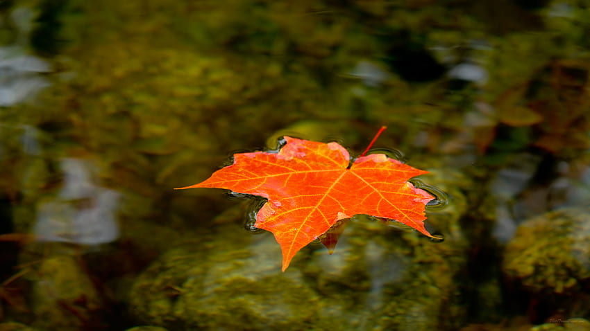 daun maple, daun, daun maple, pohon, maple hitam, merah, gugur, tumbuh-tumbuhan, tanaman, musim gugur, maple, Kanada Maple Leaf Wallpaper HD