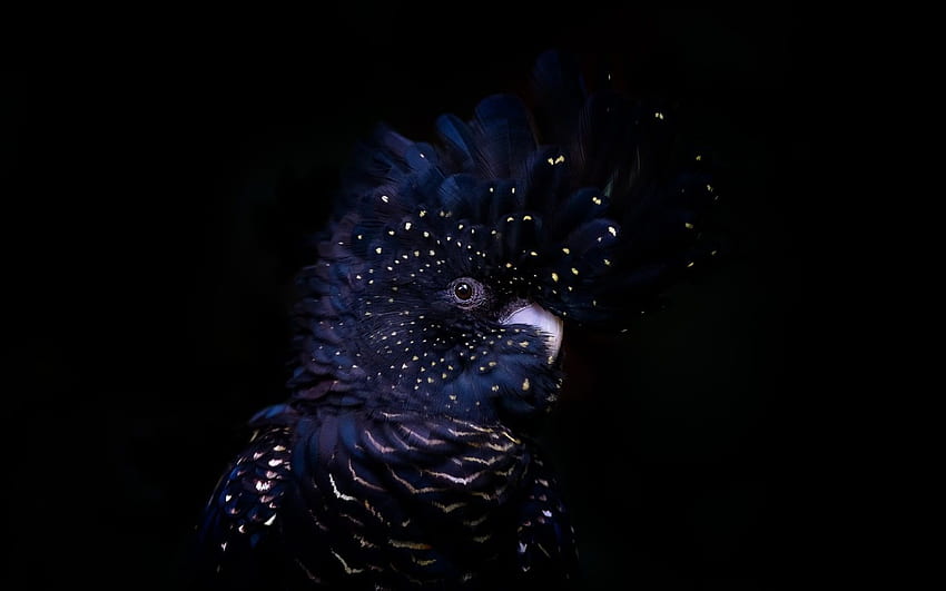 Red Tailed Black Cockatoo HD wallpaper
