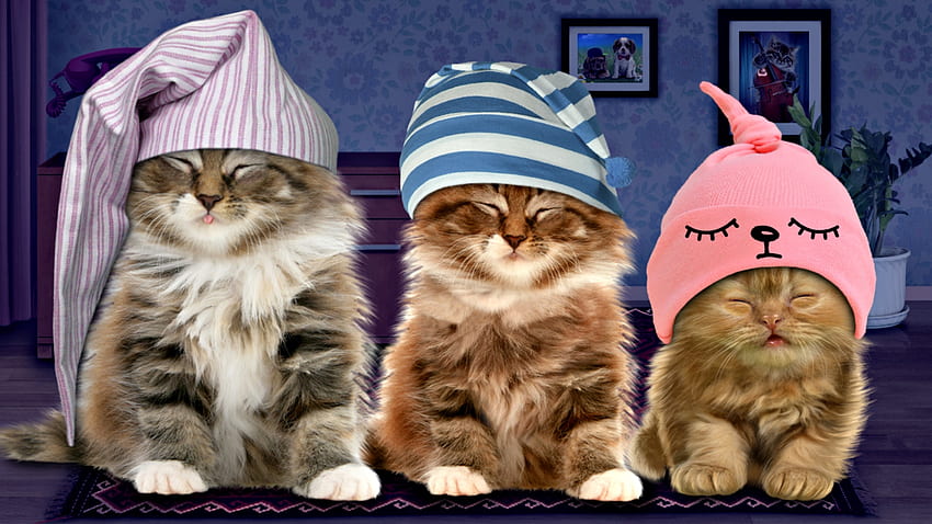 ¡Buenas noches!, azul, gatito, animal, lindo, gato, noche, pisica, rosa, divertido, sombrero, tarjeta, trío fondo de pantalla