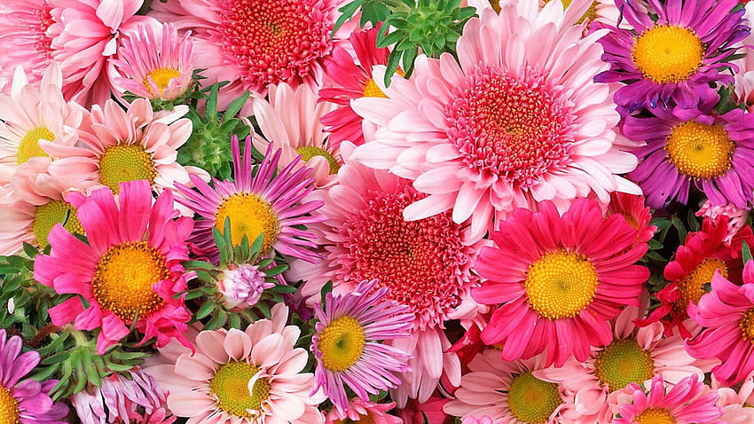 Bunga berwarna-warni, krisan, merah muda Wallpaper HD