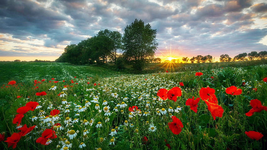 ฤดูใบไม้ผลิ พระอาทิตย์ตก ดอกไม้ ดอกป๊อปปี้ เมฆ ภูมิทัศน์ ทุ่งหญ้า ท้องฟ้า ดอกคาโมมิลล์ วอลล์เปเปอร์ HD