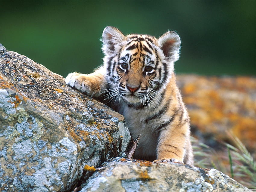 Anak harimau, kucing, liar, harimau, anak Wallpaper HD
