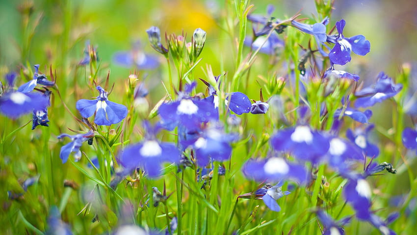 ดอกไม้ ฤดูร้อน สีเขียว ทุ่งหญ้า วอลล์เปเปอร์ HD