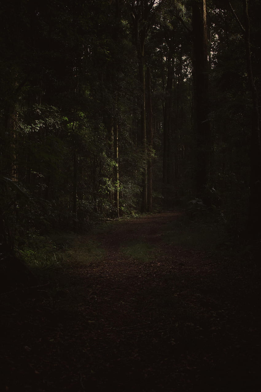 Árboles, Oscuro, Bosque, Ramas, Camino fondo de pantalla del teléfono
