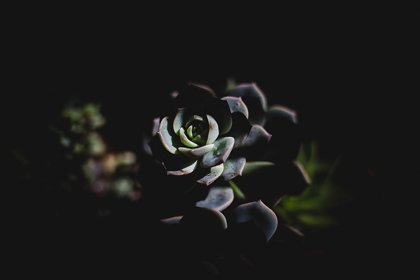 Dark, Shadow, Succulent, Echeveria, Ekheveria HD wallpaper