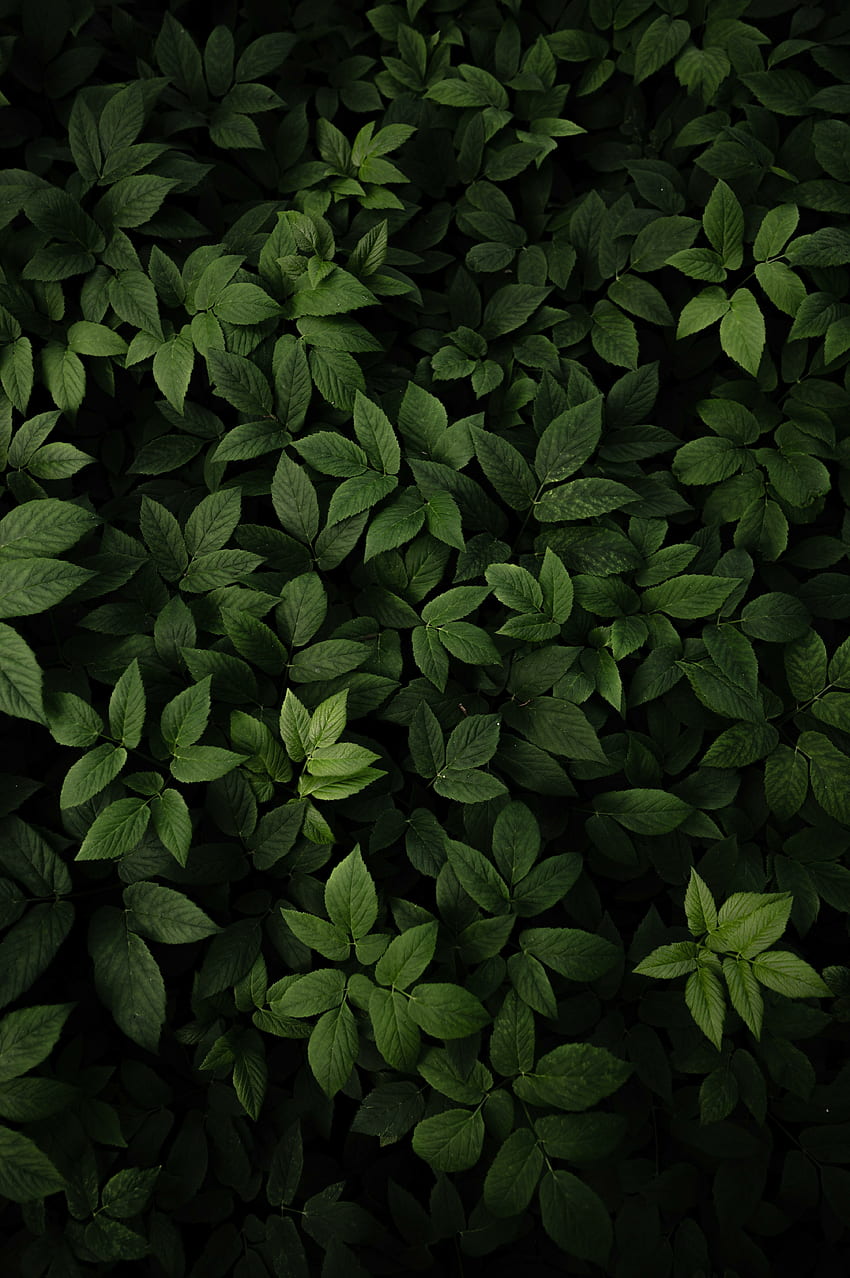 Зелени листа, свежи и зелени, растения HD тапет за телефон