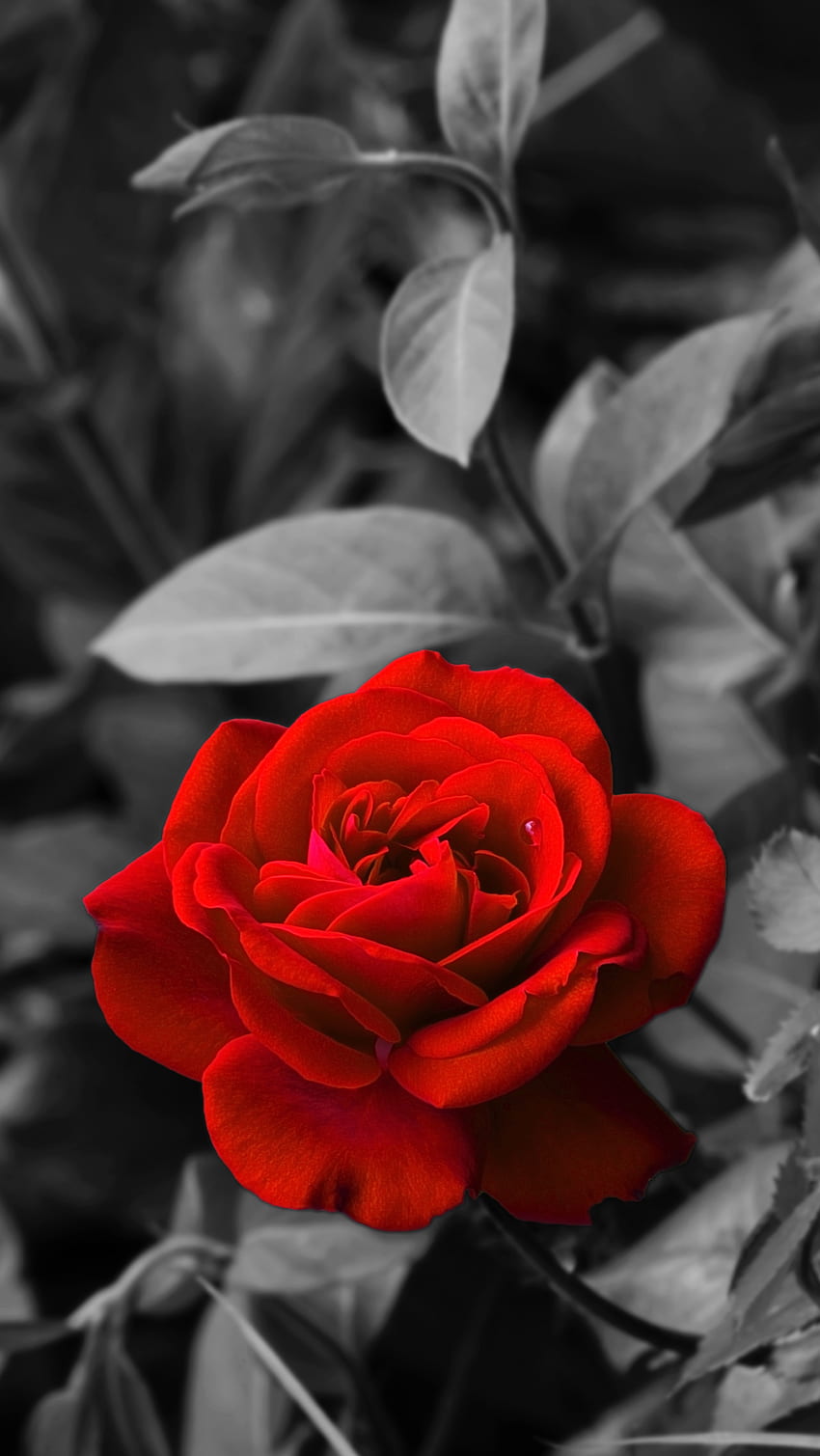 Blumen, Rosenblüte, Rose, Knospe, Bw, Chb, Garten HD-Handy-Hintergrundbild