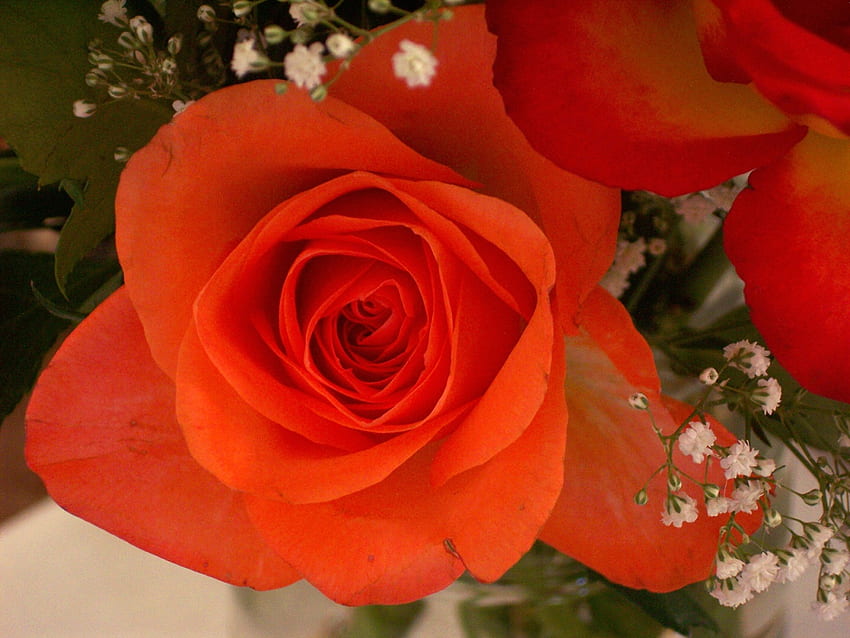 Rosa Tangerine Dream, бяло, рози, гипсофила, роза, портокал, мандарина, роза, листа, листенца, зелено HD тапет