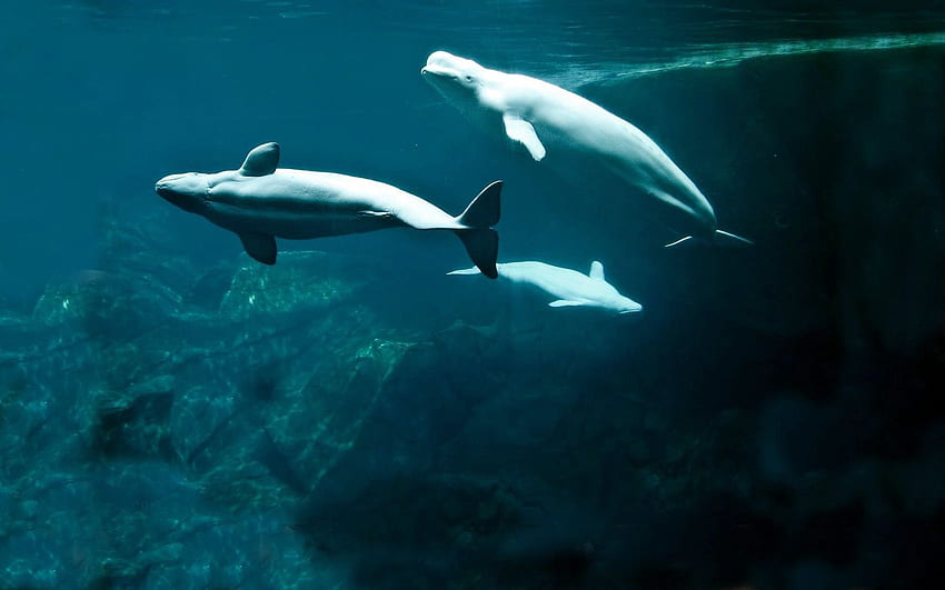 Animais, Beluga, Baleias, Mundo Subaquático, Nadar, Nadar, Rabo, Nadadeiras, Baleias Beluga, Baleias Brancas papel de parede HD