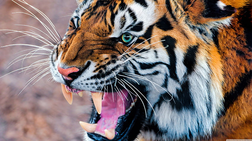 Tigre ringhiante ❤ per Ultra TV Sfondo HD