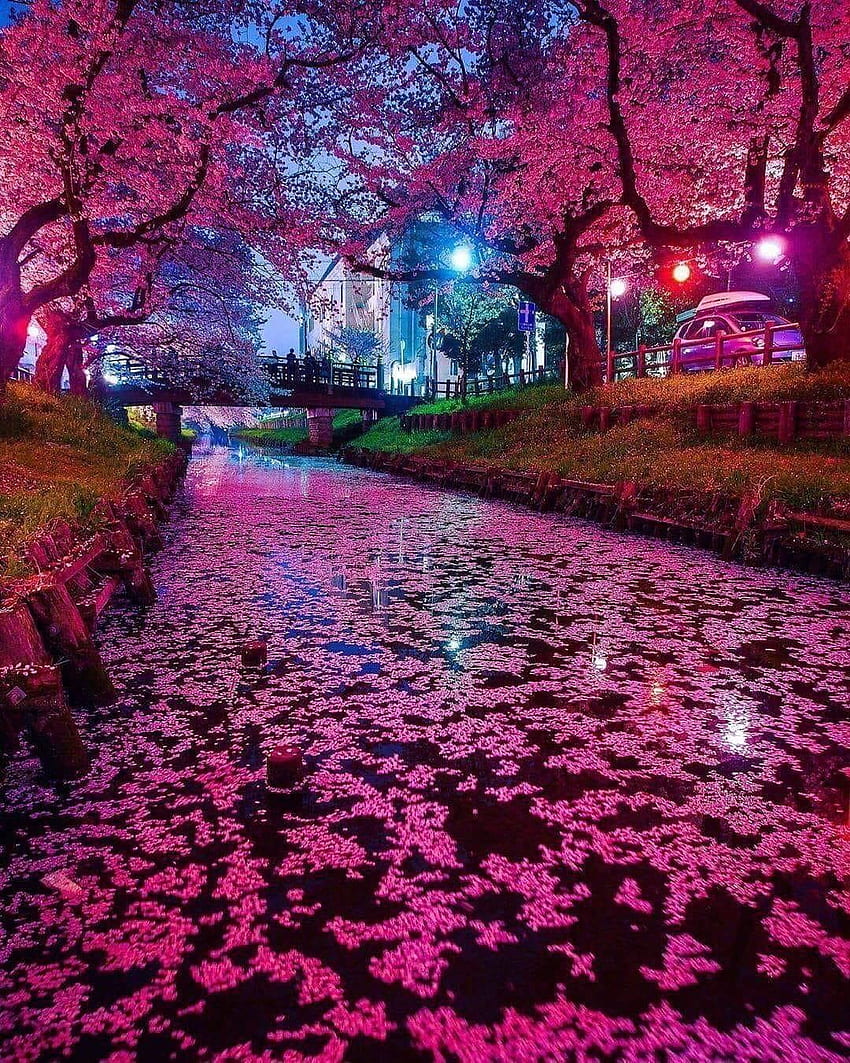 The Japanese Cherry Blossom At Night, Cherry Blossoms at Night HD phone wallpaper
