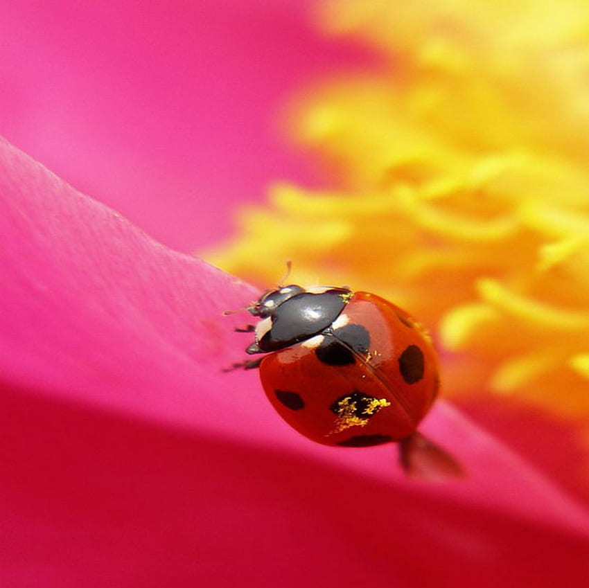 pollen on my wings, pollen, pink, ladybug, flower HD wallpaper