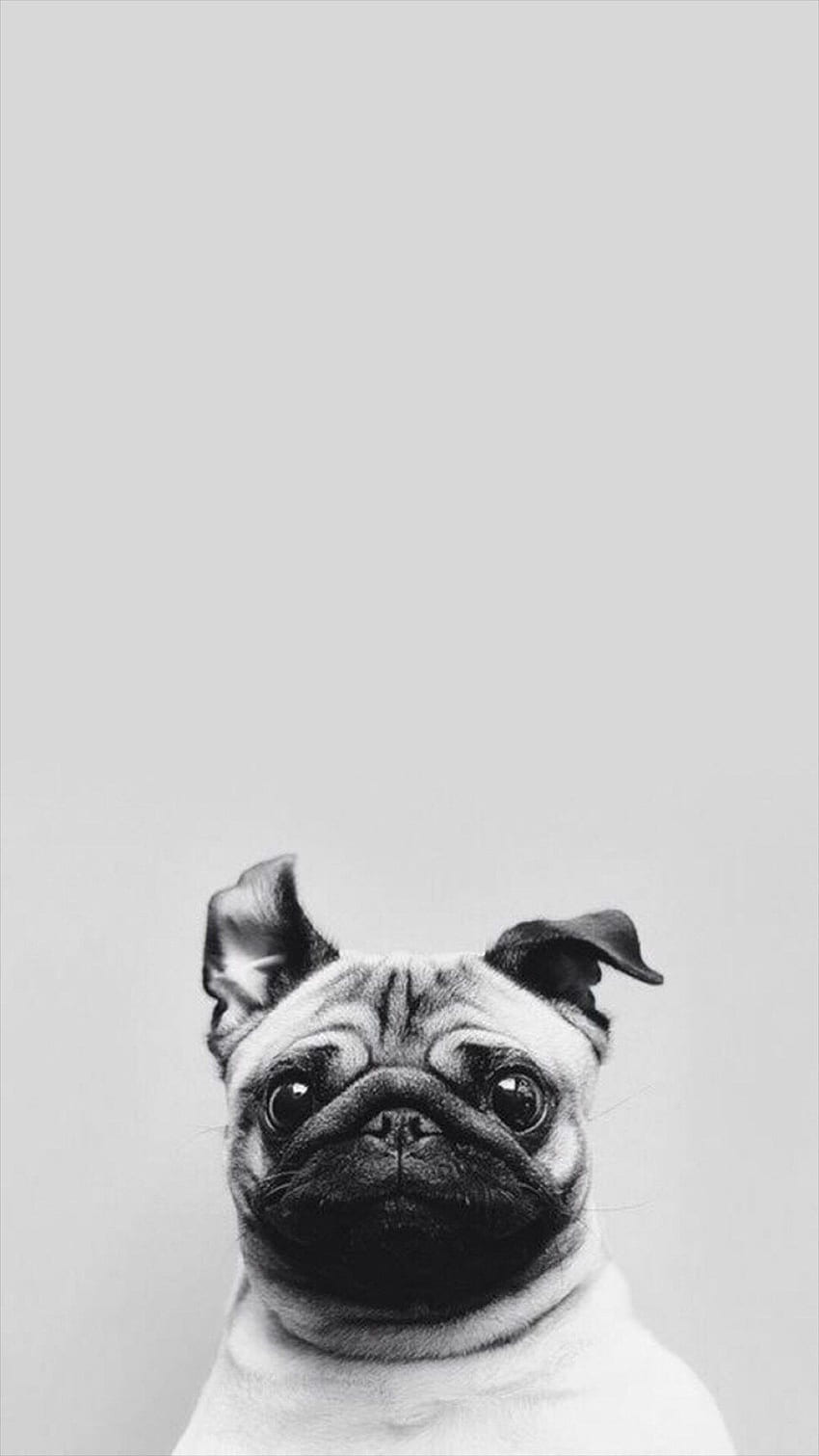 Funny Puppy Dog Simple Macro iPhone 8, Funny Animal HD phone wallpaper