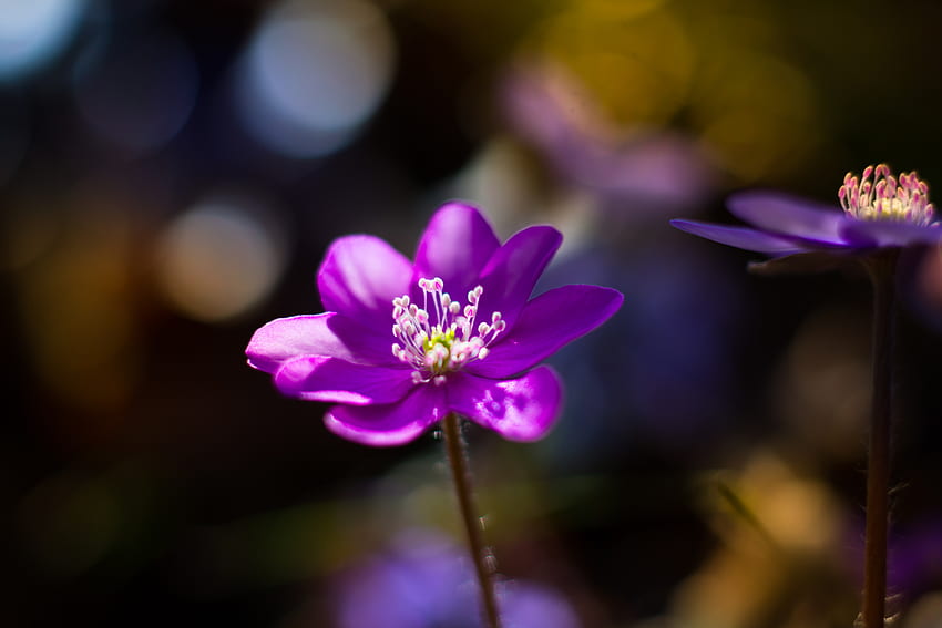 Blumen, Violett, Blume, Makro, Blütenblätter, Lila HD-Hintergrundbild