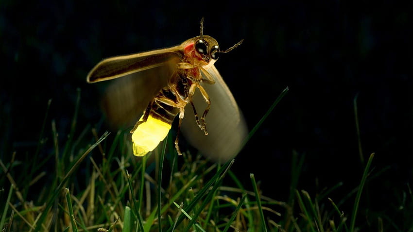 Firefly - Jugnu Insect In Night - - teahub.io Tapeta HD