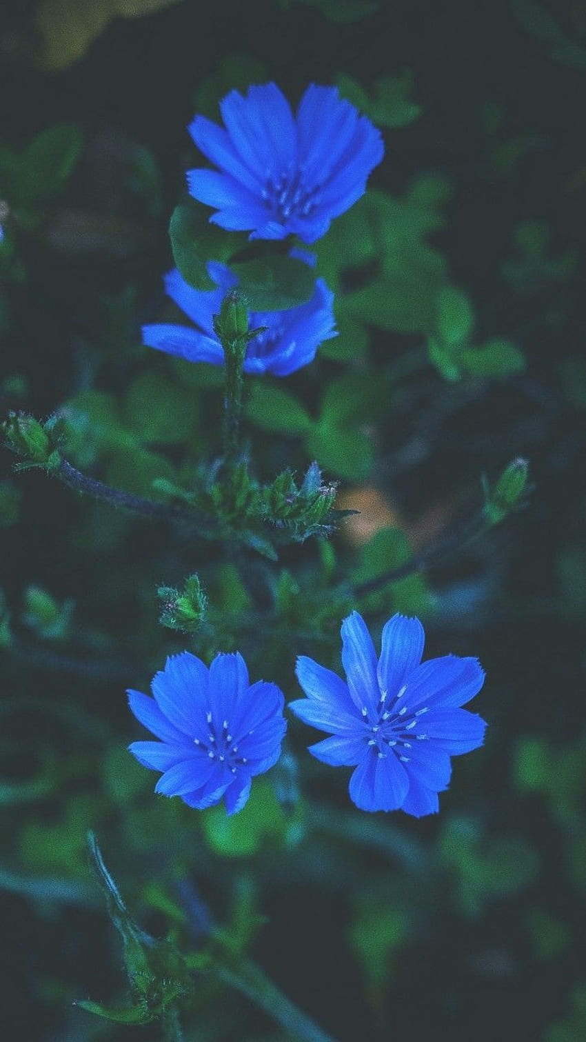 Các bạn yêu hoa chắc chắn không nên bỏ qua hình nền hoa xanh thơm ngát này. Những sắc xanh của những bông hoa được thể hiện tuyệt đối chân thật, bạn sẽ có cảm giác như đang ngắm những sinh vật sống động. 