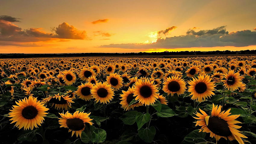 Field Of Sunflowers HD wallpaper