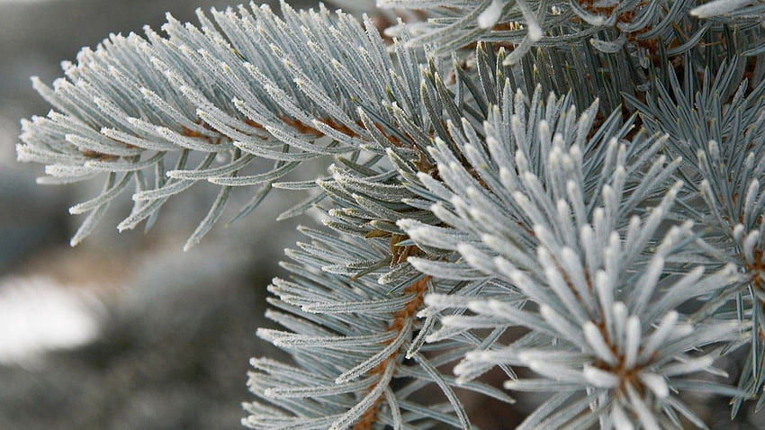 Closeup View Of Prickly Spruce Grey Tree Branches graphy HD wallpaper