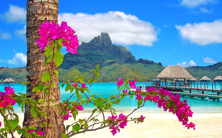 Spiaggia, blu, mare, palma, cielo, fiori Sfondo HD