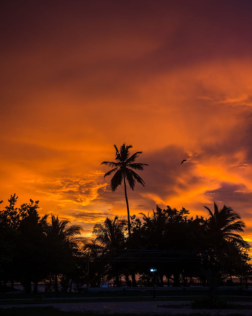 Natura, zachód słońca, niebo, chmury, palmy, tropiki Tapeta na telefon HD