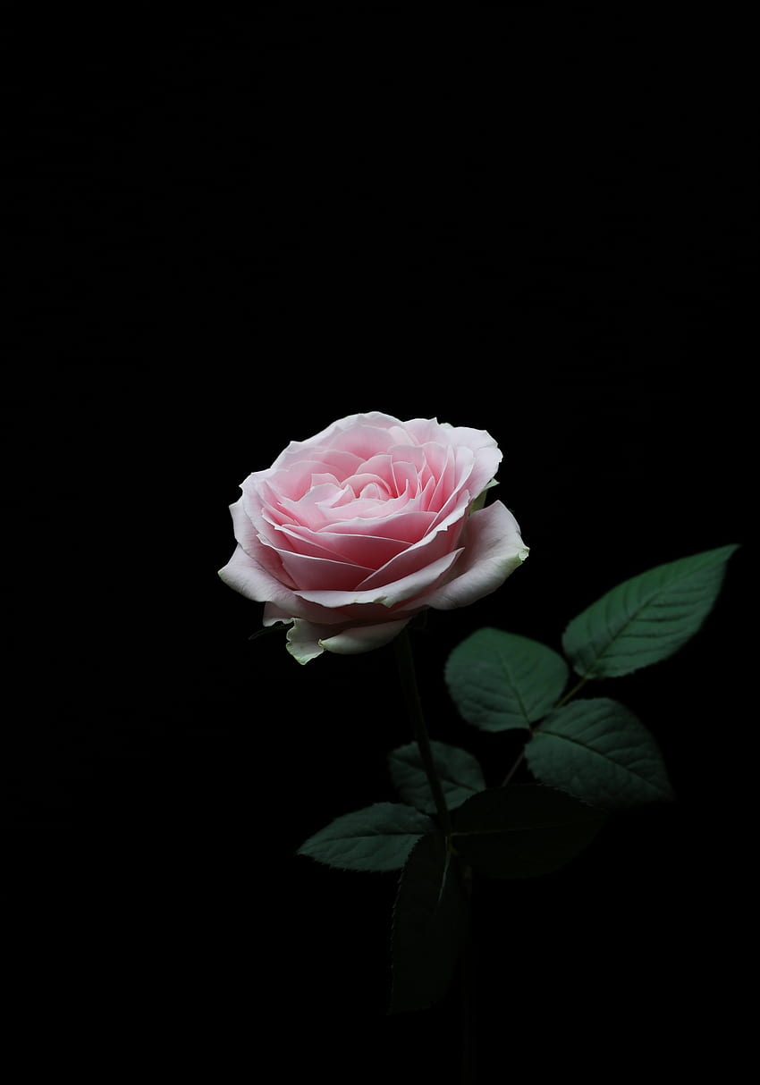 iPhone h king: Tło ciemnoróżowa róża, czarna i różowa róża Tapeta na telefon HD