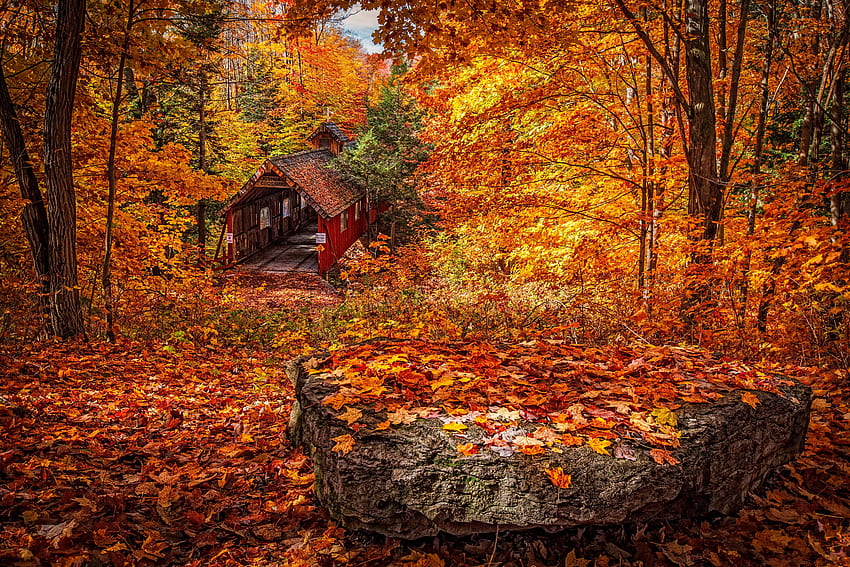 자연, 가을, 구조, 단풍 HD 월페이퍼