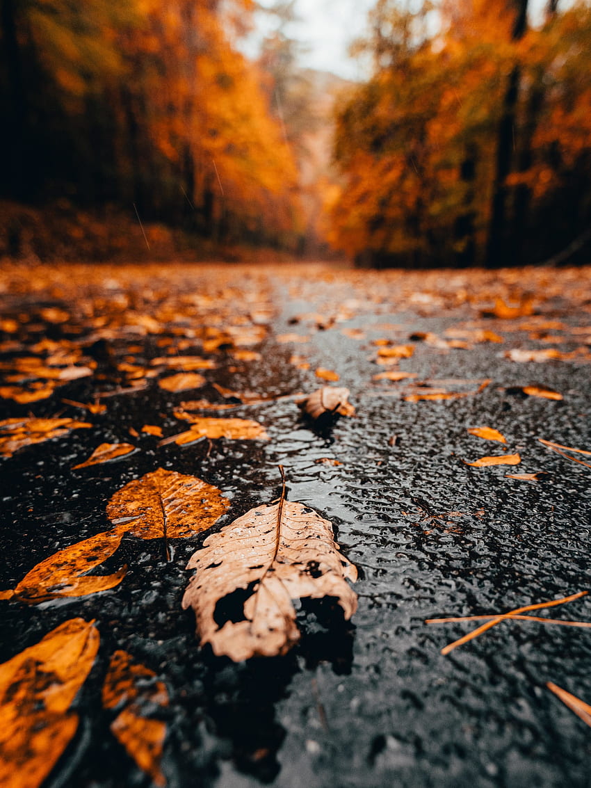 Nahaufnahme, gelbe trockene Blätter, Herbst HD-Handy-Hintergrundbild