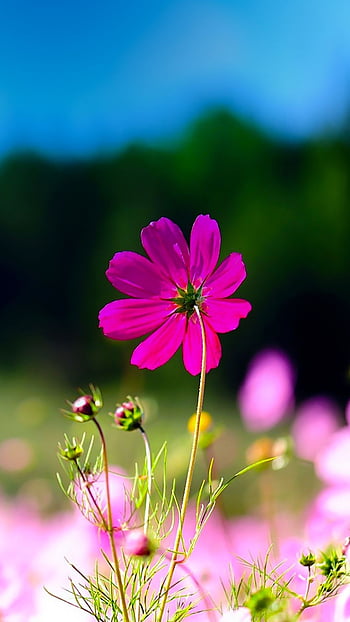 Aesthetic pink flower HD wallpapers