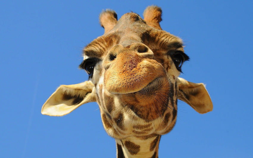 awesome giraffe pictures