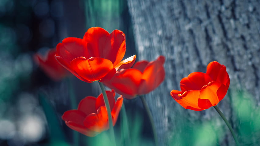 Primavera colorida, pradera, tulipanes, hierba, margarita fondo de pantalla