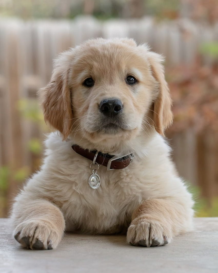 Golden Retriever Puppy, Fluffy Puppy HD phone wallpaper