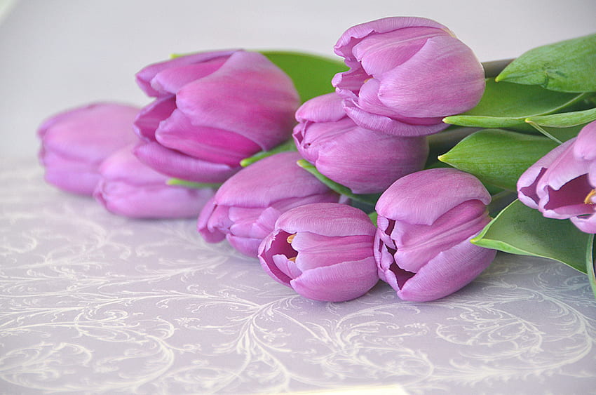 Purple.., purple, nature, flowers, tulips, beauty HD wallpaper