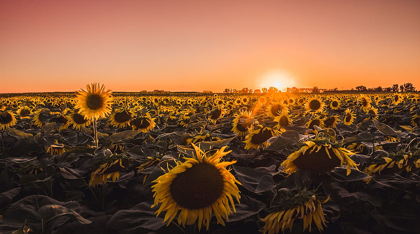 Sunflowers Farm Golden Hour , Flowers,, Golden Hour Aesthetic HD wallpaper