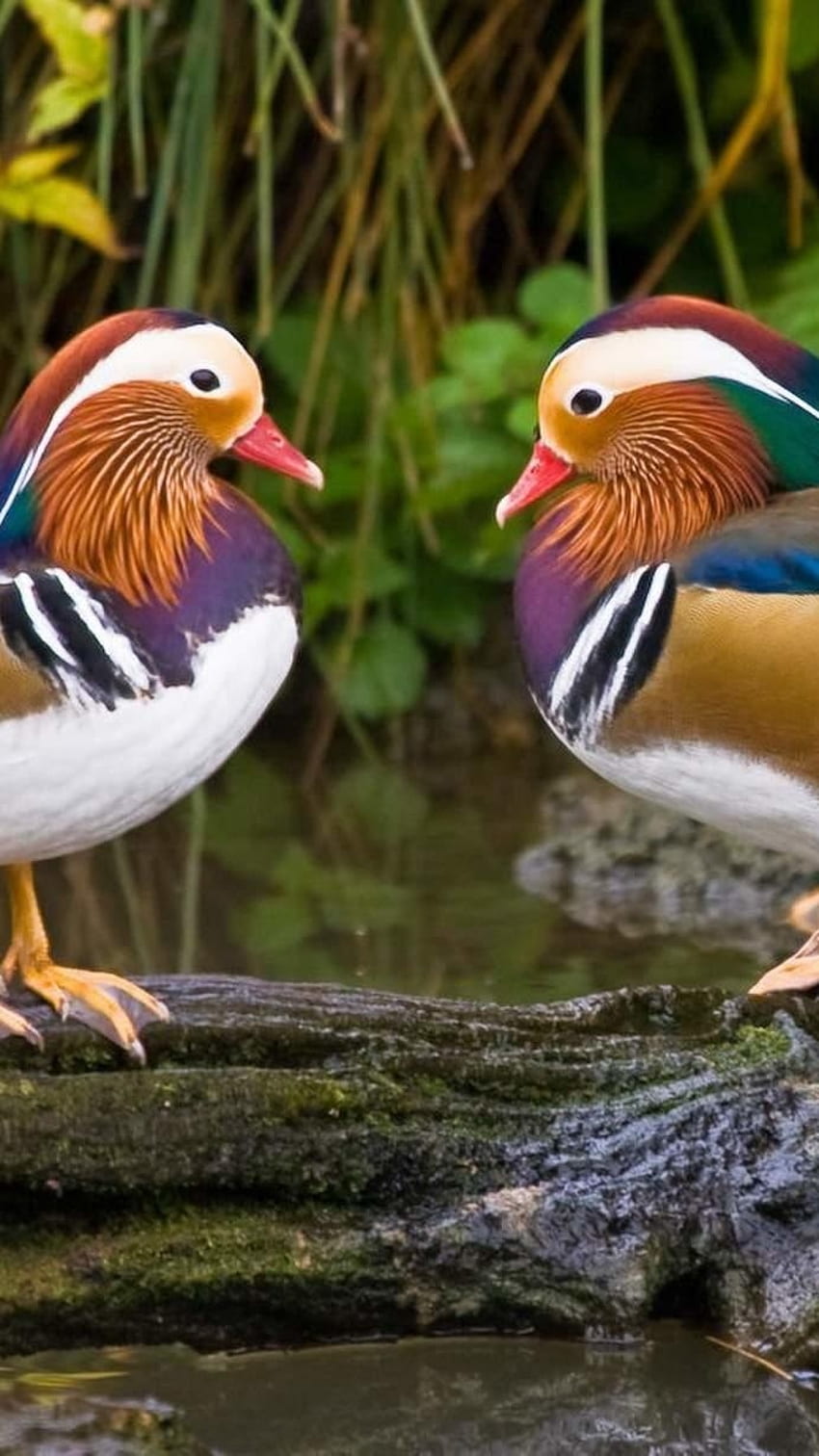 Canard Mandarin, Canard de Chine, fond d'eau Fond d'écran de téléphone HD