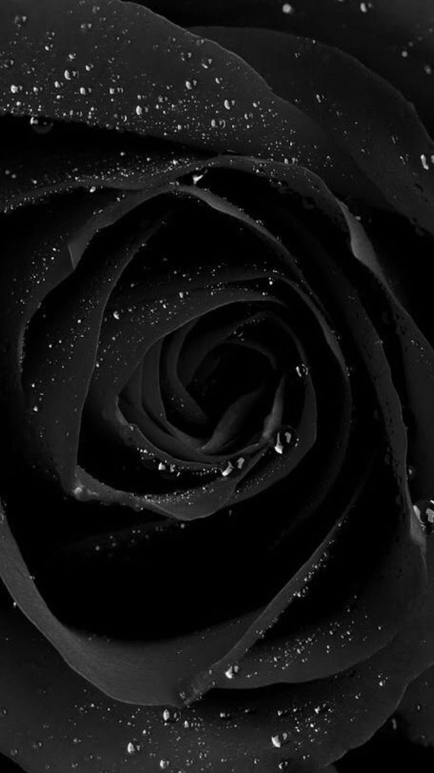 Colore nero, rosa di colore nero, fiore di rosa nera, fiore di rosa di colore nero Sfondo del telefono HD