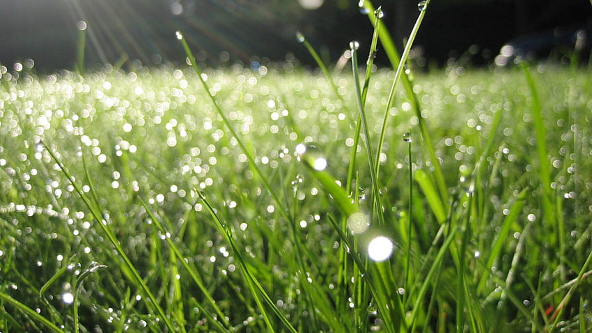 Natur, Gras, Sommer, Tropfen, Morgen, Tau HD-Hintergrundbild