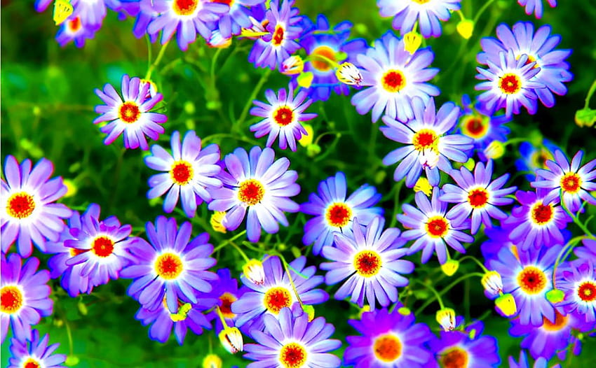 Beautiful Flowers Colorful ., Hipster Plants HD wallpaper | Pxfuel