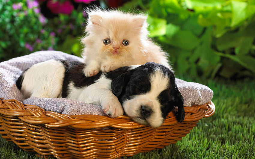 Cute Puppy And Kitten, Cute Puppies and Kittens HD wallpaper